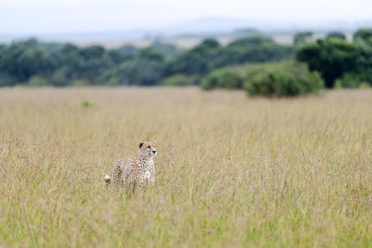 casino-6475
